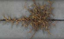 Image de chargement dans la visionneuse de la galerie, Destroyer de l'herbe Ecoweed ™