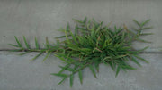 EcoWeed™ Weed Destroyer — Cleaning Product